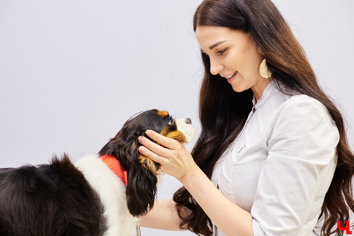 Мало кто знает, но животных надо регулярно показывать стоматологу. Профилактика и лечение полости рта может решить много проблем. И если чистка и удаление зубов — уже процедура привычная, то брекетами удивить еще можно. Кому они показаны, и где их можно установить? Разбираемся вместе.