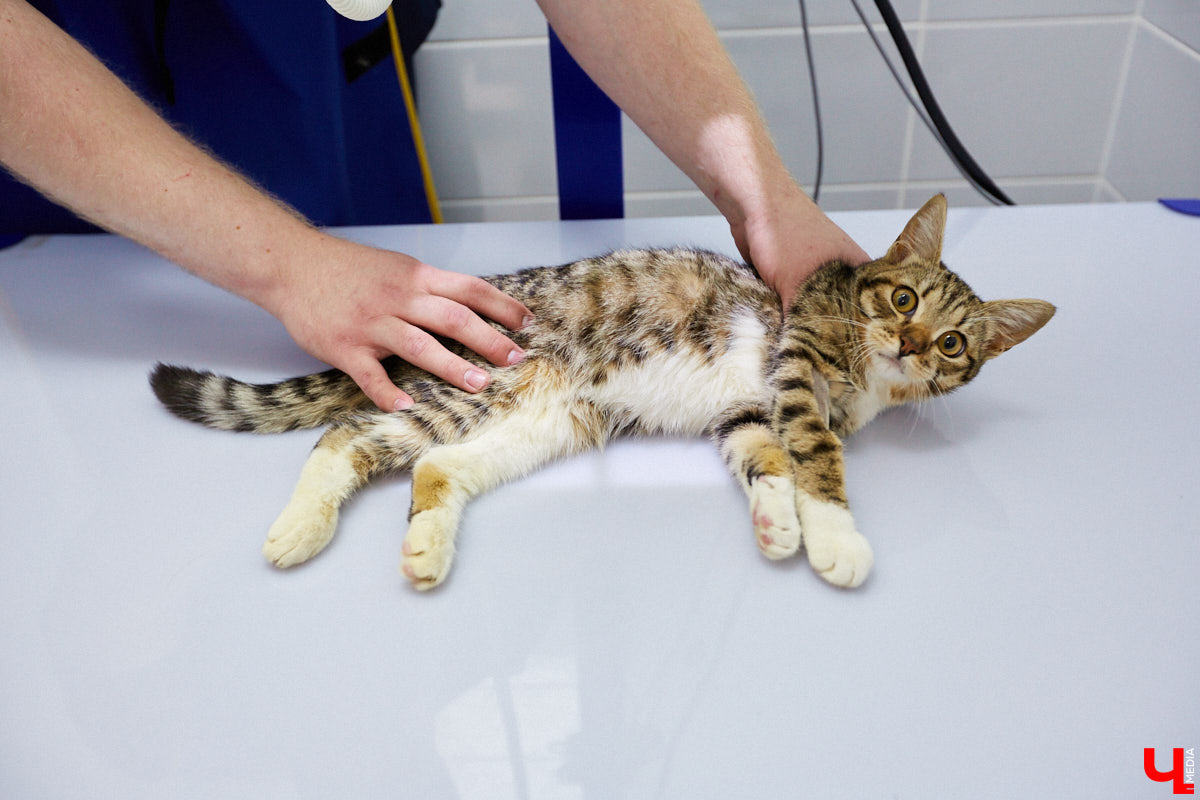 Мало кто знает, но животных надо регулярно показывать стоматологу. Профилактика и лечение полости рта может решить много проблем. И если чистка и удаление зубов — уже процедура привычная, то брекетами удивить еще можно. Кому они показаны, и где их можно установить? Разбираемся вместе.