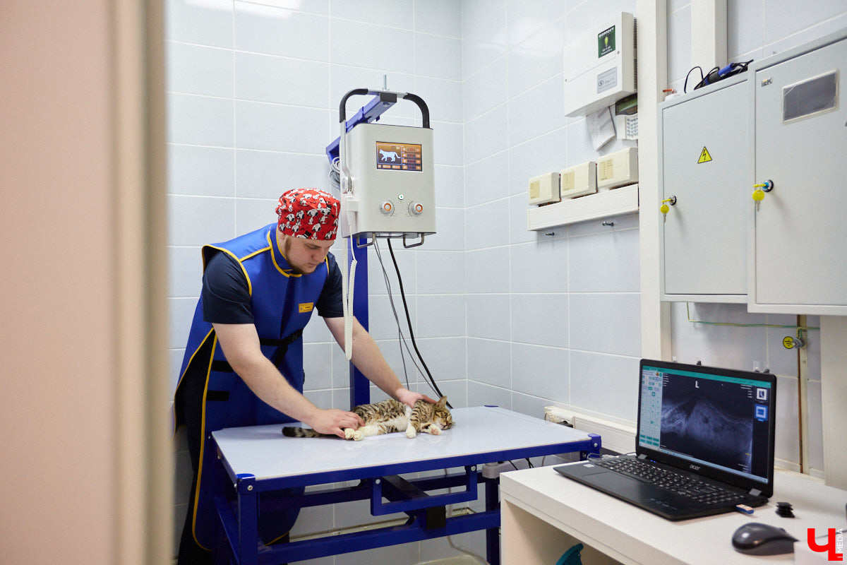 Мало кто знает, но животных надо регулярно показывать стоматологу. Профилактика и лечение полости рта может решить много проблем. И если чистка и удаление зубов — уже процедура привычная, то брекетами удивить еще можно. Кому они показаны, и где их можно установить? Разбираемся вместе.