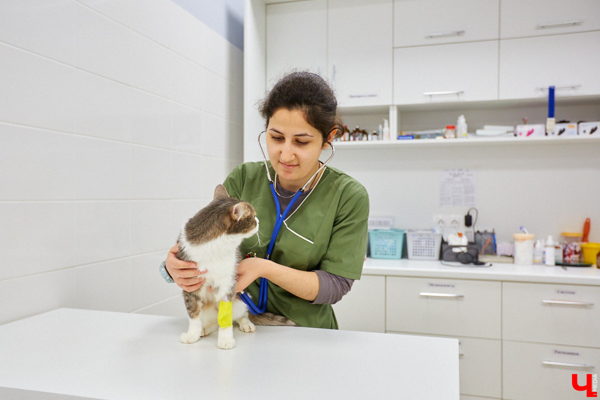 Мало кто знает, но животных надо регулярно показывать стоматологу. Профилактика и лечение полости рта может решить много проблем. И если чистка и удаление зубов — уже процедура привычная, то брекетами удивить еще можно. Кому они показаны, и где их можно установить? Разбираемся вместе.