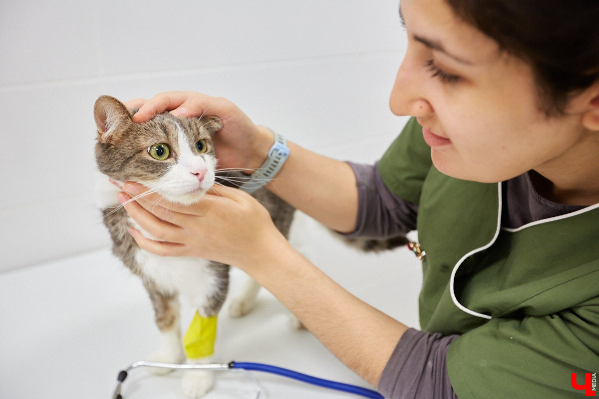 Мало кто знает, но животных надо регулярно показывать стоматологу. Профилактика и лечение полости рта может решить много проблем. И если чистка и удаление зубов — уже процедура привычная, то брекетами удивить еще можно. Кому они показаны, и где их можно установить? Разбираемся вместе.