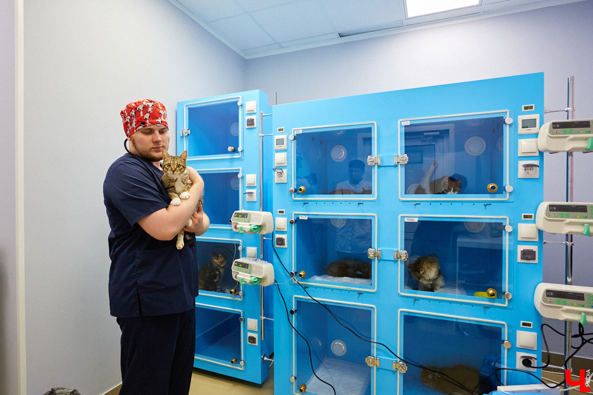 Мало кто знает, но животных надо регулярно показывать стоматологу. Профилактика и лечение полости рта может решить много проблем. И если чистка и удаление зубов — уже процедура привычная, то брекетами удивить еще можно. Кому они показаны, и где их можно установить? Разбираемся вместе.