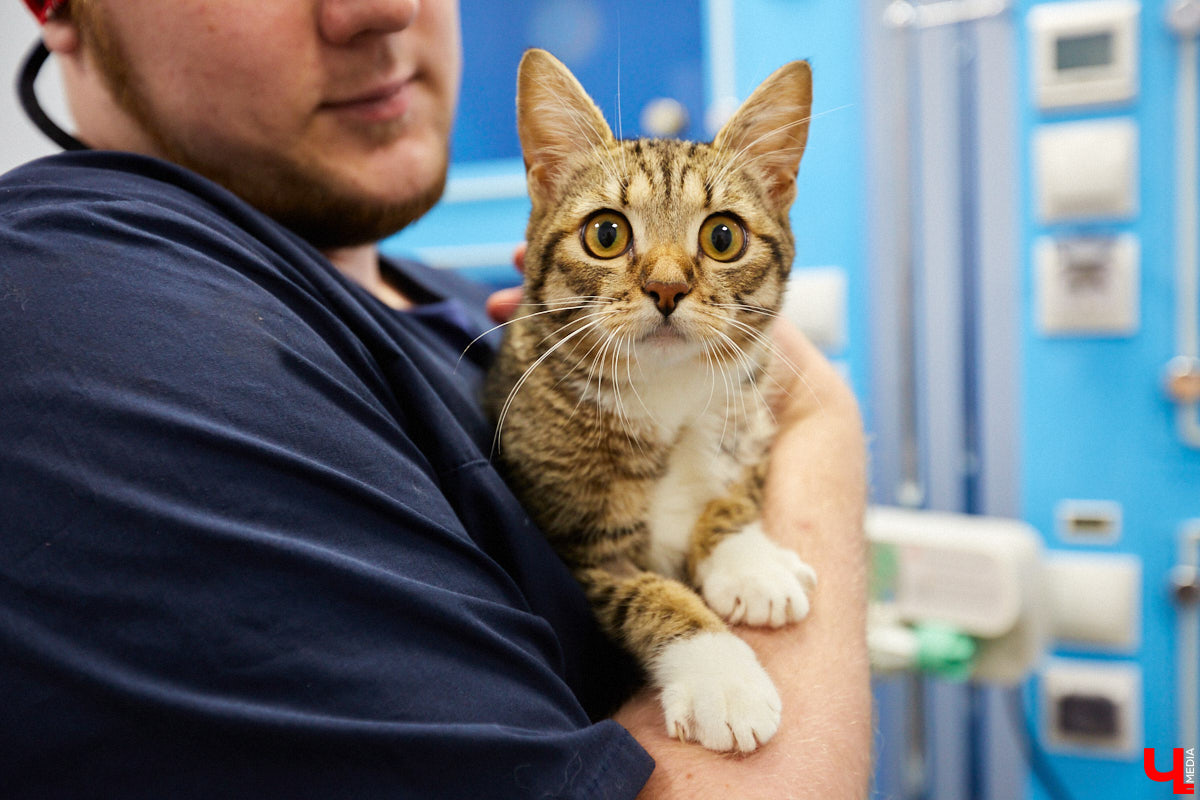 Мало кто знает, но животных надо регулярно показывать стоматологу. Профилактика и лечение полости рта может решить много проблем. И если чистка и удаление зубов — уже процедура привычная, то брекетами удивить еще можно. Кому они показаны, и где их можно установить? Разбираемся вместе.