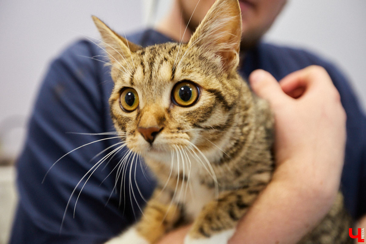 Мало кто знает, но животных надо регулярно показывать стоматологу. Профилактика и лечение полости рта может решить много проблем. И если чистка и удаление зубов — уже процедура привычная, то брекетами удивить еще можно. Кому они показаны, и где их можно установить? Разбираемся вместе.
