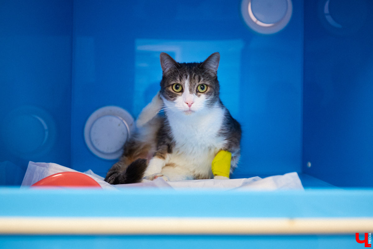 Мало кто знает, но животных надо регулярно показывать стоматологу. Профилактика и лечение полости рта может решить много проблем. И если чистка и удаление зубов — уже процедура привычная, то брекетами удивить еще можно. Кому они показаны, и где их можно установить? Разбираемся вместе.