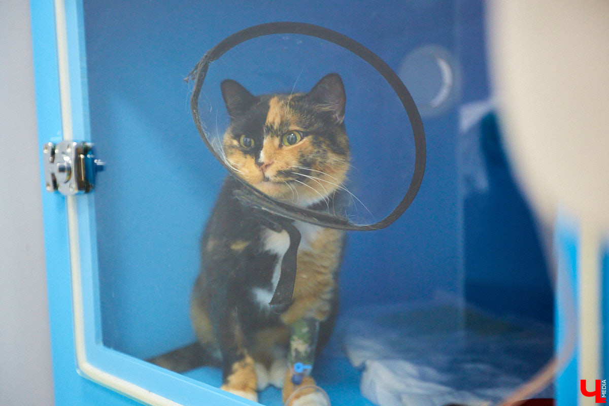 Мало кто знает, но животных надо регулярно показывать стоматологу. Профилактика и лечение полости рта может решить много проблем. И если чистка и удаление зубов — уже процедура привычная, то брекетами удивить еще можно. Кому они показаны, и где их можно установить? Разбираемся вместе.