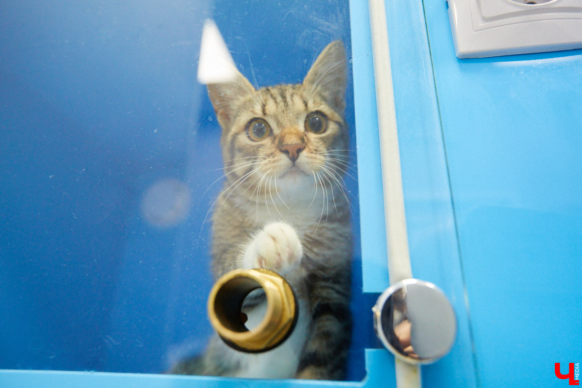 Мало кто знает, но животных надо регулярно показывать стоматологу. Профилактика и лечение полости рта может решить много проблем. И если чистка и удаление зубов — уже процедура привычная, то брекетами удивить еще можно. Кому они показаны, и где их можно установить? Разбираемся вместе.