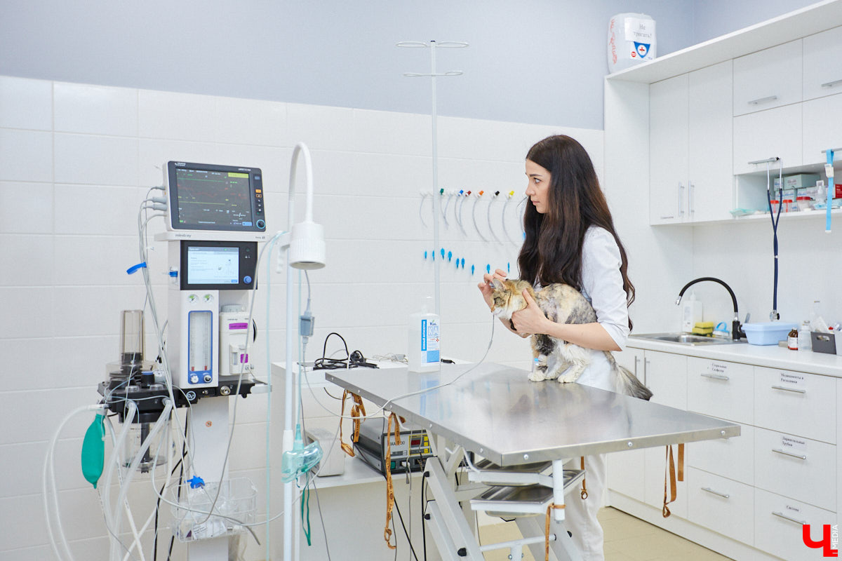 Мало кто знает, но животных надо регулярно показывать стоматологу. Профилактика и лечение полости рта может решить много проблем. И если чистка и удаление зубов — уже процедура привычная, то брекетами удивить еще можно. Кому они показаны, и где их можно установить? Разбираемся вместе.