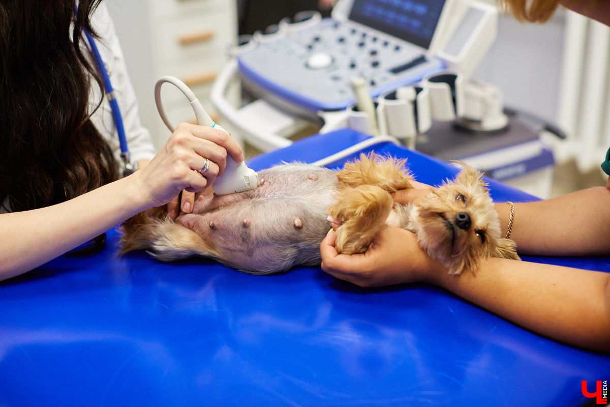 Мало кто знает, но животных надо регулярно показывать стоматологу. Профилактика и лечение полости рта может решить много проблем. И если чистка и удаление зубов — уже процедура привычная, то брекетами удивить еще можно. Кому они показаны, и где их можно установить? Разбираемся вместе.