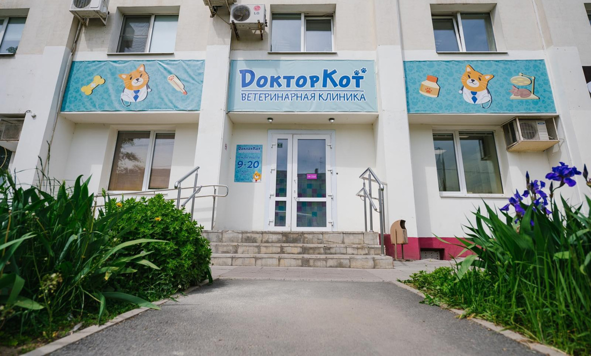 Мало кто знает, но животных надо регулярно показывать стоматологу. Профилактика и лечение полости рта может решить много проблем. И если чистка и удаление зубов — уже процедура привычная, то брекетами удивить еще можно. Кому они показаны, и где их можно установить? Разбираемся вместе.