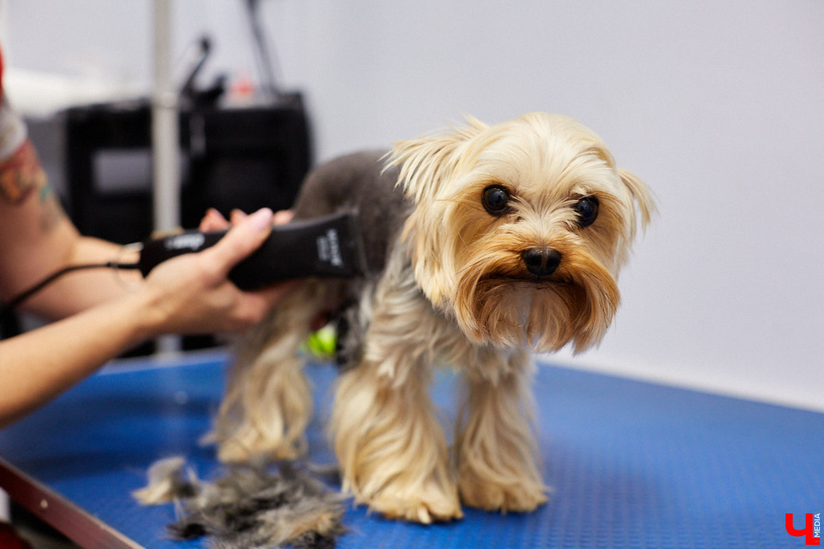 Мало кто знает, но животных надо регулярно показывать стоматологу. Профилактика и лечение полости рта может решить много проблем. И если чистка и удаление зубов — уже процедура привычная, то брекетами удивить еще можно. Кому они показаны, и где их можно установить? Разбираемся вместе.