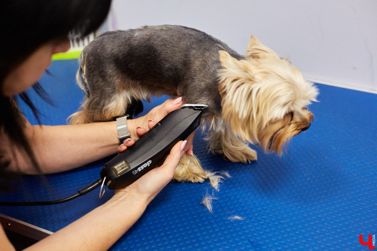 Мало кто знает, но животных надо регулярно показывать стоматологу. Профилактика и лечение полости рта может решить много проблем. И если чистка и удаление зубов — уже процедура привычная, то брекетами удивить еще можно. Кому они показаны, и где их можно установить? Разбираемся вместе.