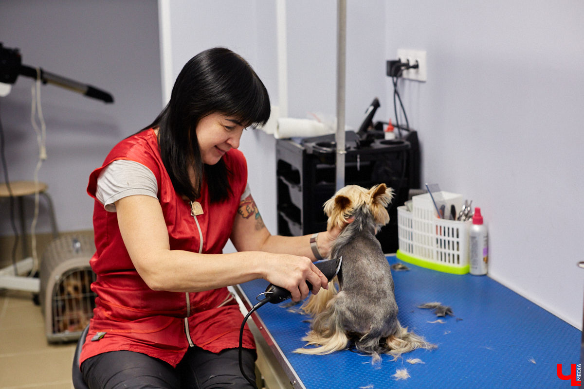 Мало кто знает, но животных надо регулярно показывать стоматологу. Профилактика и лечение полости рта может решить много проблем. И если чистка и удаление зубов — уже процедура привычная, то брекетами удивить еще можно. Кому они показаны, и где их можно установить? Разбираемся вместе.