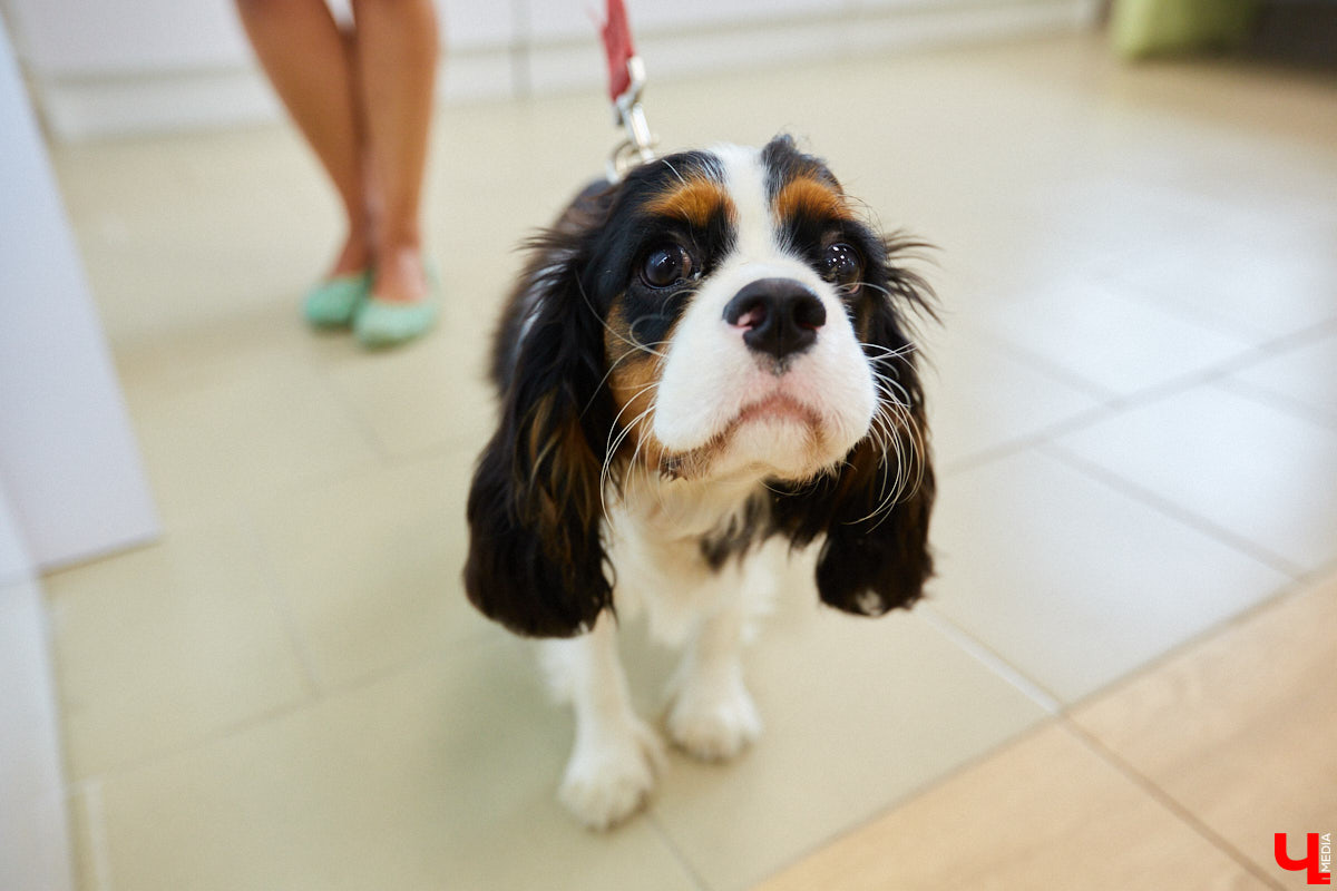 Мало кто знает, но животных надо регулярно показывать стоматологу. Профилактика и лечение полости рта может решить много проблем. И если чистка и удаление зубов — уже процедура привычная, то брекетами удивить еще можно. Кому они показаны, и где их можно установить? Разбираемся вместе.