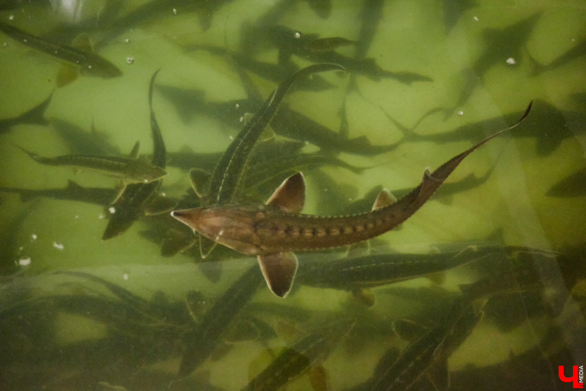 Осетры – ровесники динозавров. Рыбы редкие, краснокнижные настолько, что во Владимирской области в дикой природе почти не встречаются. Но бизнесмен Илья Рожков ежегодно старается исправить ситуацию. На этот раз мы поучаствовали в добром деле вместе с ним.