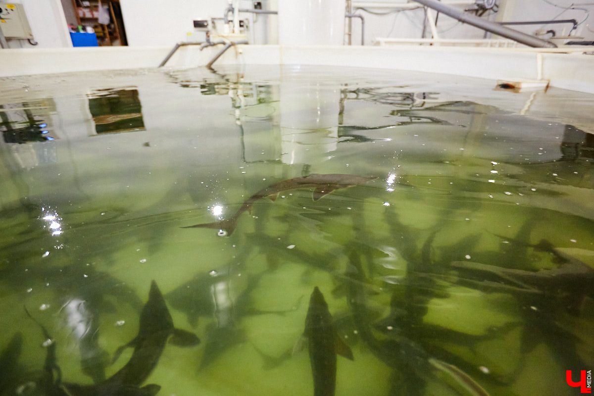 Осетры – ровесники динозавров. Рыбы редкие, краснокнижные настолько, что во Владимирской области в дикой природе почти не встречаются. Но бизнесмен Илья Рожков ежегодно старается исправить ситуацию. На этот раз мы поучаствовали в добром деле вместе с ним.