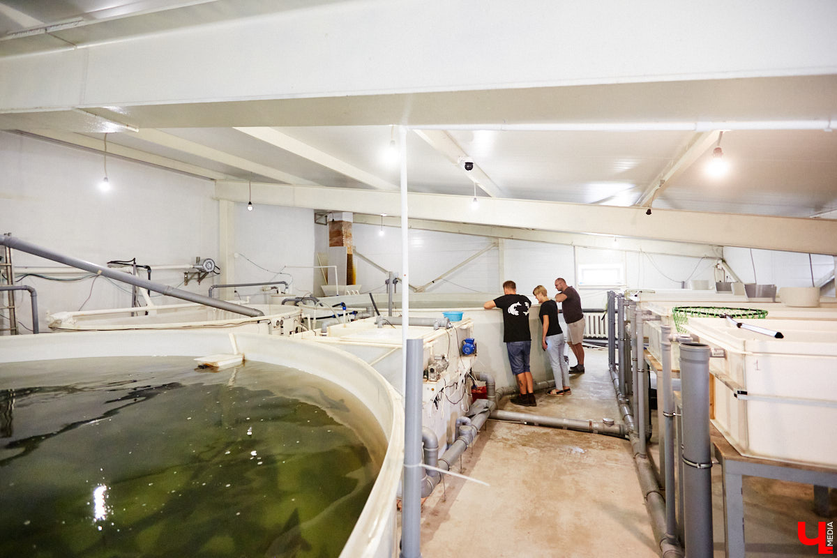 Осетры – ровесники динозавров. Рыбы редкие, краснокнижные настолько, что во Владимирской области в дикой природе почти не встречаются. Но бизнесмен Илья Рожков ежегодно старается исправить ситуацию. На этот раз мы поучаствовали в добром деле вместе с ним.