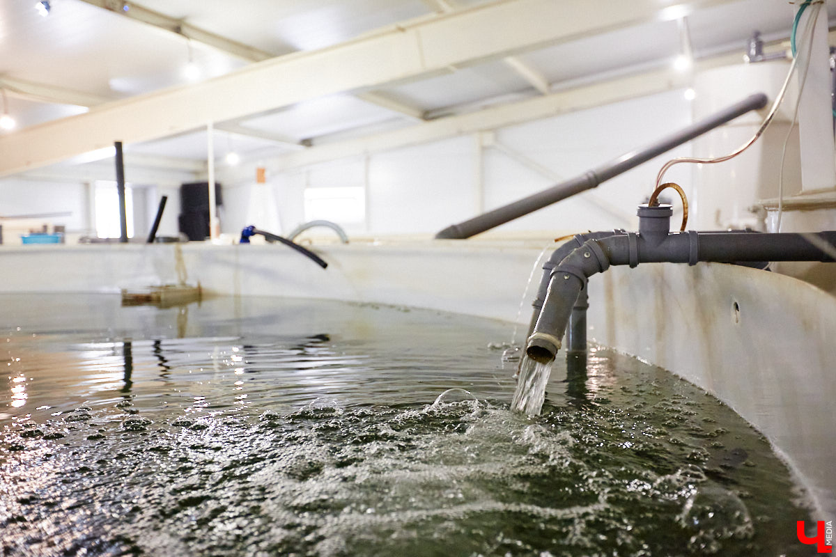 Осетры – ровесники динозавров. Рыбы редкие, краснокнижные настолько, что во Владимирской области в дикой природе почти не встречаются. Но бизнесмен Илья Рожков ежегодно старается исправить ситуацию. На этот раз мы поучаствовали в добром деле вместе с ним.