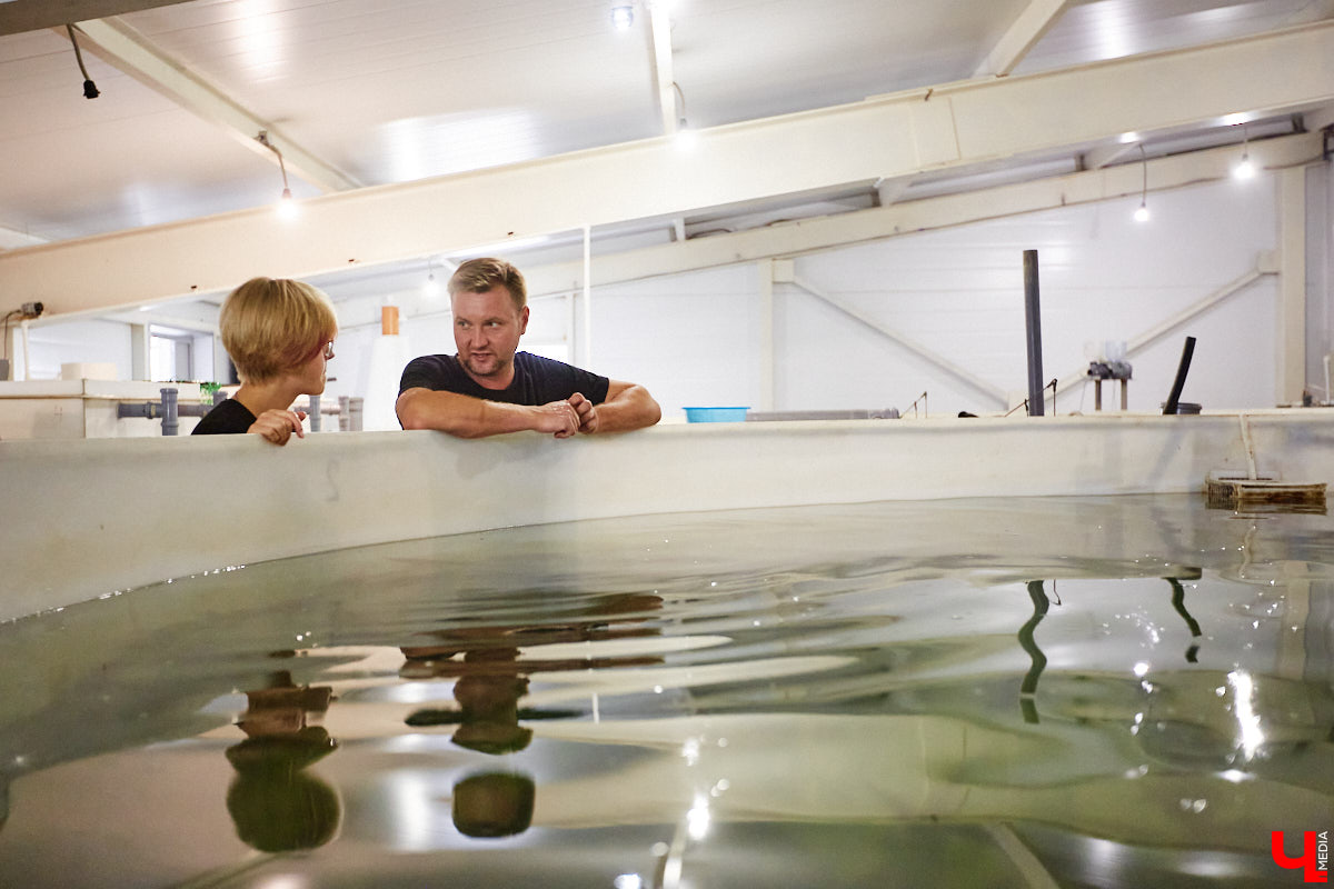 Осетры – ровесники динозавров. Рыбы редкие, краснокнижные настолько, что во Владимирской области в дикой природе почти не встречаются. Но бизнесмен Илья Рожков ежегодно старается исправить ситуацию. На этот раз мы поучаствовали в добром деле вместе с ним.