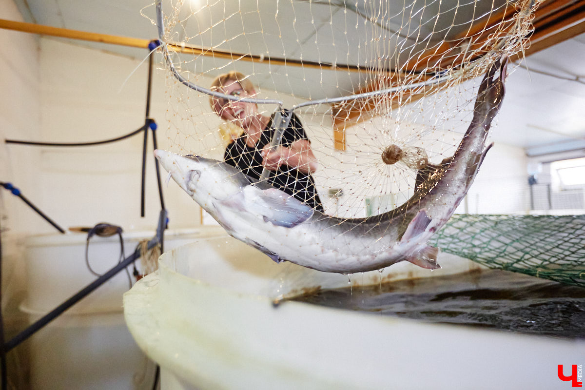 Осетры – ровесники динозавров. Рыбы редкие, краснокнижные настолько, что во Владимирской области в дикой природе почти не встречаются. Но бизнесмен Илья Рожков ежегодно старается исправить ситуацию. На этот раз мы поучаствовали в добром деле вместе с ним.