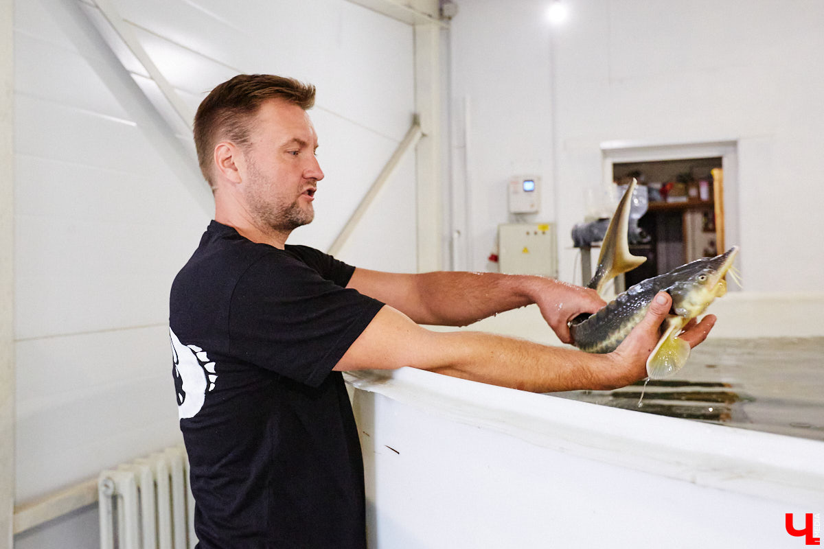 Осетры – ровесники динозавров. Рыбы редкие, краснокнижные настолько, что во Владимирской области в дикой природе почти не встречаются. Но бизнесмен Илья Рожков ежегодно старается исправить ситуацию. На этот раз мы поучаствовали в добром деле вместе с ним.