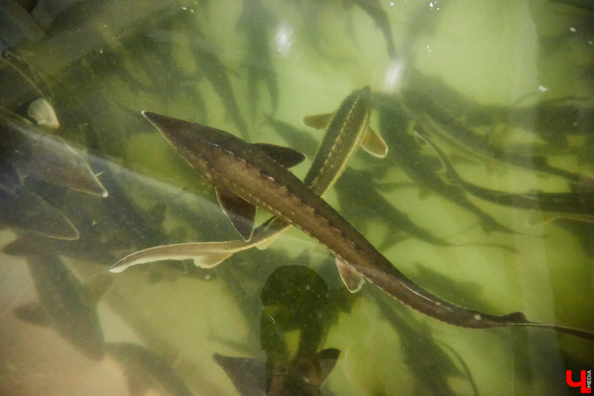 Осетры – ровесники динозавров. Рыбы редкие, краснокнижные настолько, что во Владимирской области в дикой природе почти не встречаются. Но бизнесмен Илья Рожков ежегодно старается исправить ситуацию. На этот раз мы поучаствовали в добром деле вместе с ним.