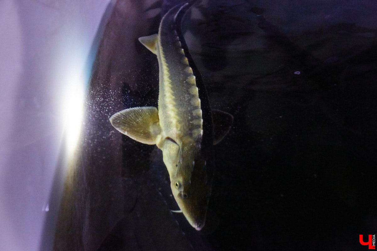 Осетры – ровесники динозавров. Рыбы редкие, краснокнижные настолько, что во Владимирской области в дикой природе почти не встречаются. Но бизнесмен Илья Рожков ежегодно старается исправить ситуацию. На этот раз мы поучаствовали в добром деле вместе с ним.