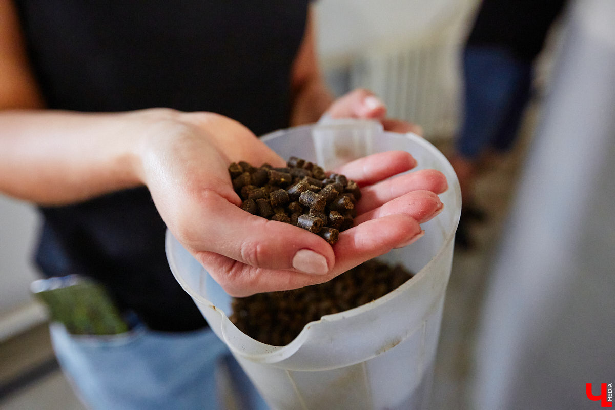 Осетры – ровесники динозавров. Рыбы редкие, краснокнижные настолько, что во Владимирской области в дикой природе почти не встречаются. Но бизнесмен Илья Рожков ежегодно старается исправить ситуацию. На этот раз мы поучаствовали в добром деле вместе с ним.