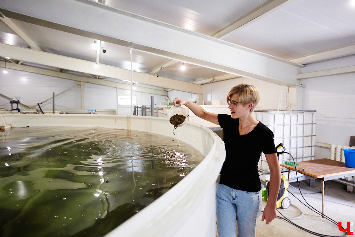 Осетры – ровесники динозавров. Рыбы редкие, краснокнижные настолько, что во Владимирской области в дикой природе почти не встречаются. Но бизнесмен Илья Рожков ежегодно старается исправить ситуацию. На этот раз мы поучаствовали в добром деле вместе с ним.