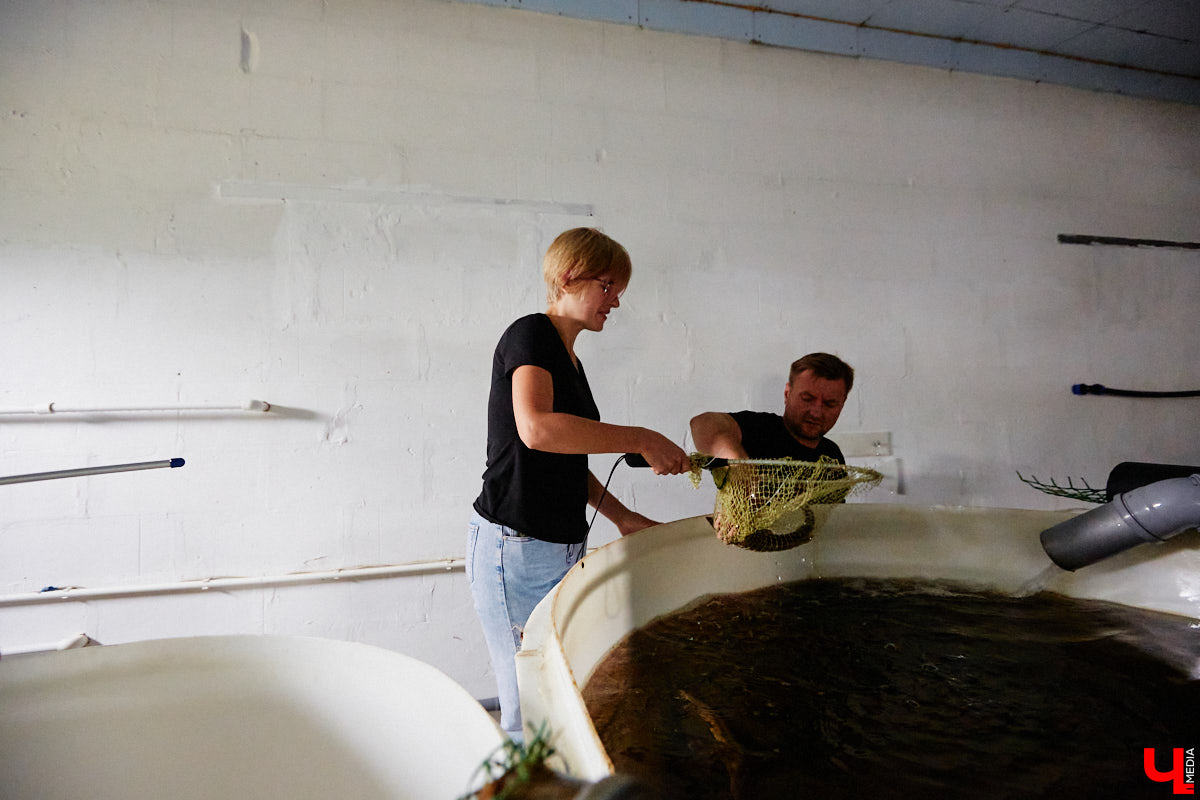 Осетры – ровесники динозавров. Рыбы редкие, краснокнижные настолько, что во Владимирской области в дикой природе почти не встречаются. Но бизнесмен Илья Рожков ежегодно старается исправить ситуацию. На этот раз мы поучаствовали в добром деле вместе с ним.