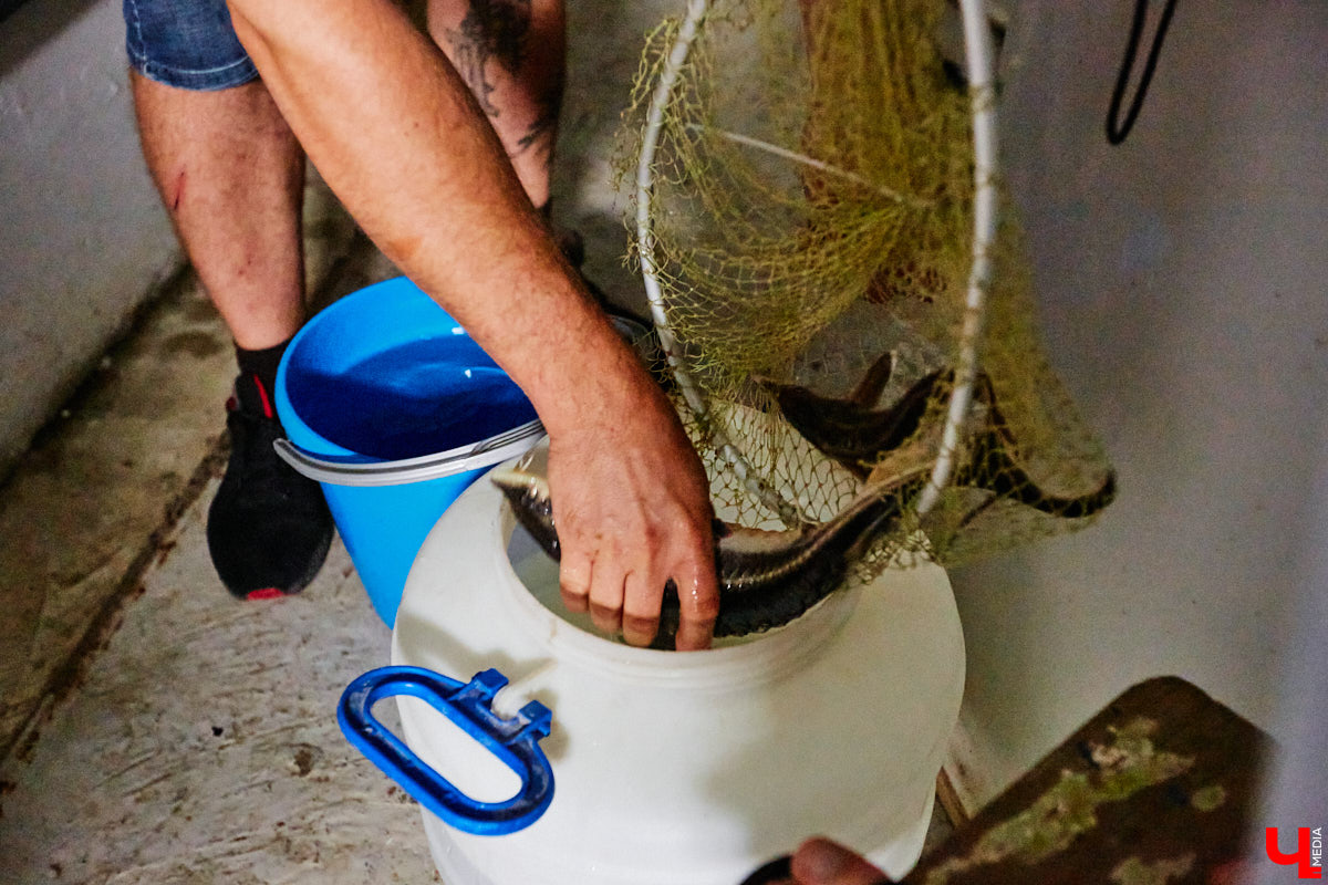 Осетры – ровесники динозавров. Рыбы редкие, краснокнижные настолько, что во Владимирской области в дикой природе почти не встречаются. Но бизнесмен Илья Рожков ежегодно старается исправить ситуацию. На этот раз мы поучаствовали в добром деле вместе с ним.