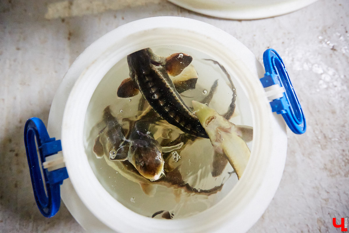 Осетры – ровесники динозавров. Рыбы редкие, краснокнижные настолько, что во Владимирской области в дикой природе почти не встречаются. Но бизнесмен Илья Рожков ежегодно старается исправить ситуацию. На этот раз мы поучаствовали в добром деле вместе с ним.