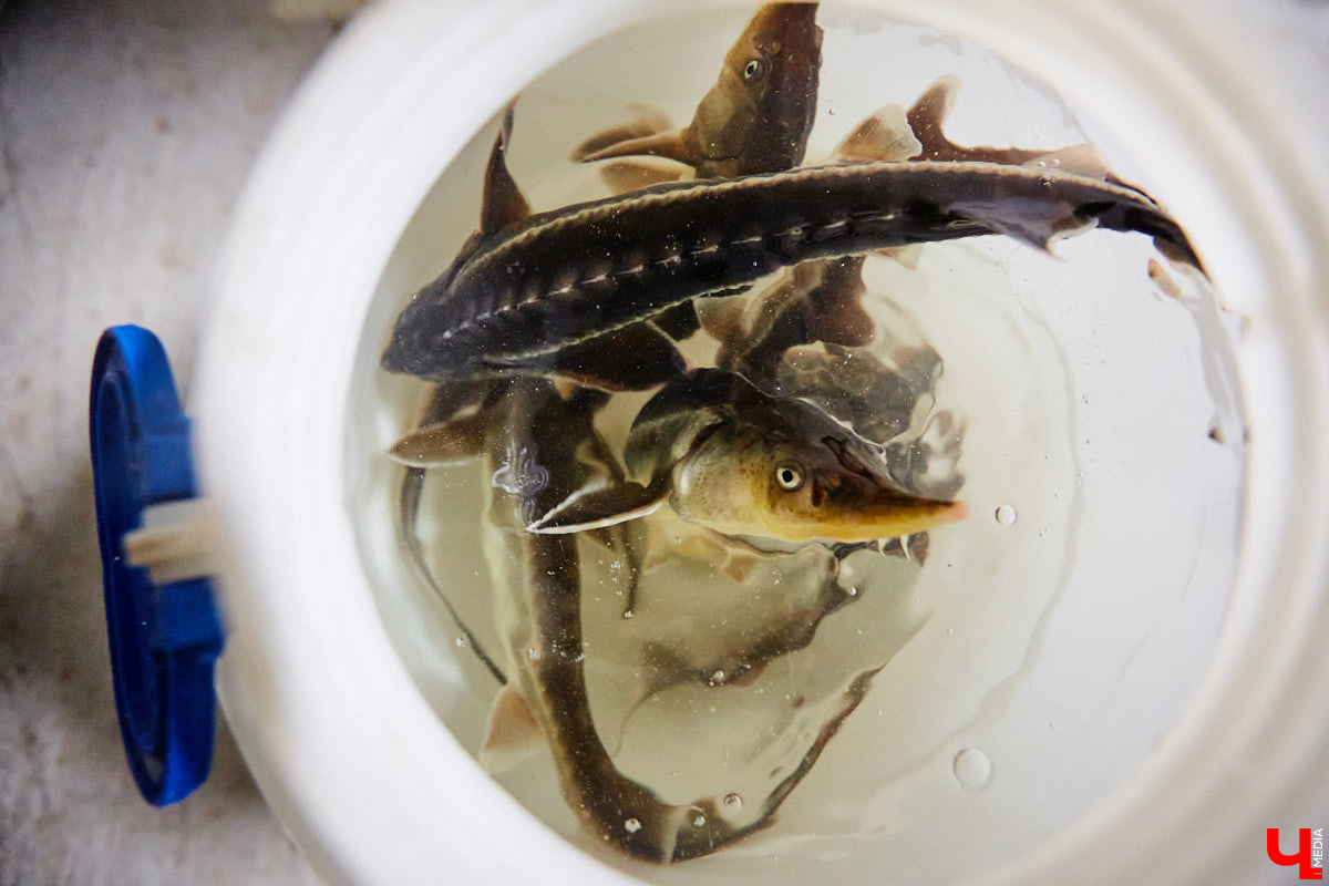 Осетры – ровесники динозавров. Рыбы редкие, краснокнижные настолько, что во Владимирской области в дикой природе почти не встречаются. Но бизнесмен Илья Рожков ежегодно старается исправить ситуацию. На этот раз мы поучаствовали в добром деле вместе с ним.