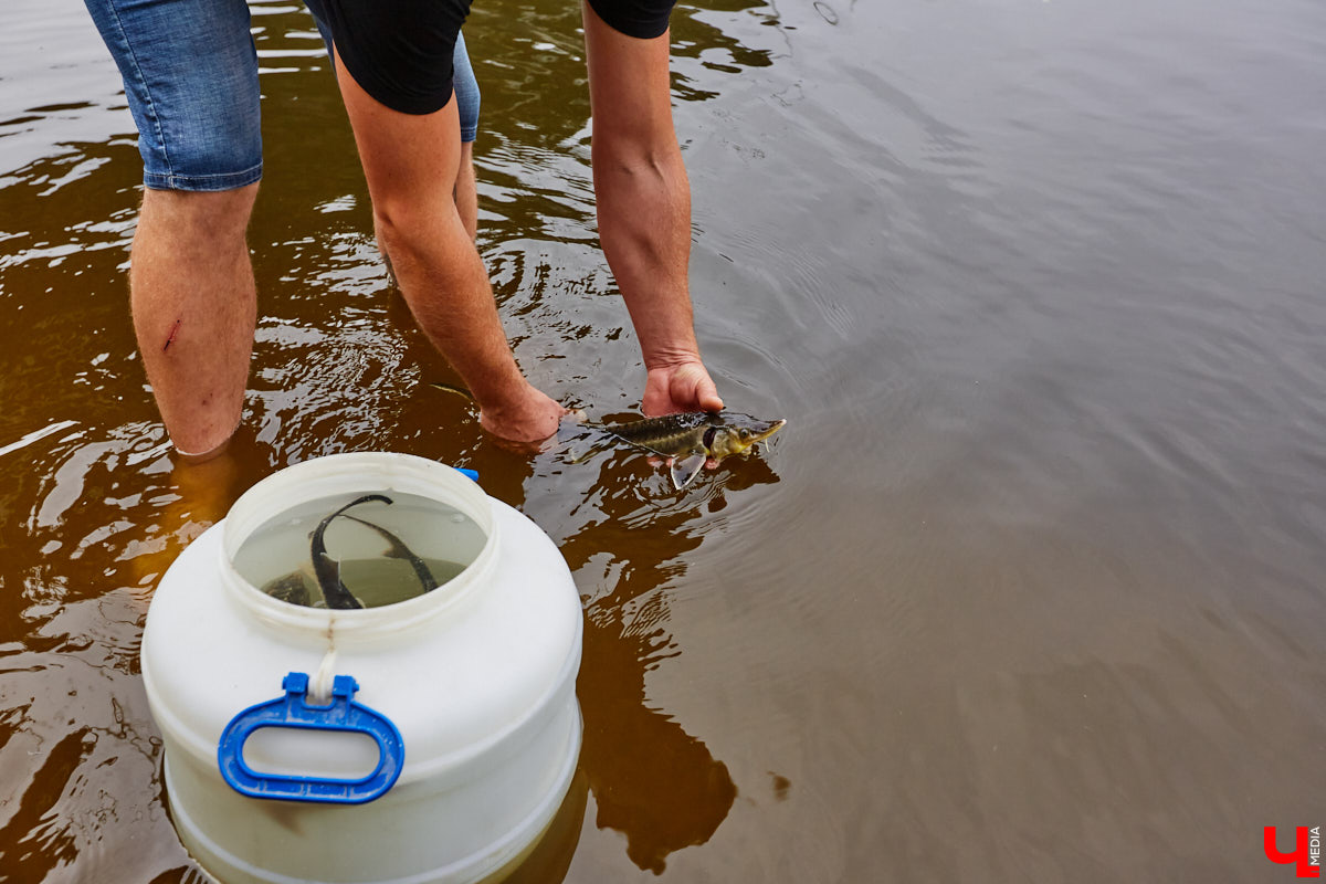 Осетры – ровесники динозавров. Рыбы редкие, краснокнижные настолько, что во Владимирской области в дикой природе почти не встречаются. Но бизнесмен Илья Рожков ежегодно старается исправить ситуацию. На этот раз мы поучаствовали в добром деле вместе с ним.