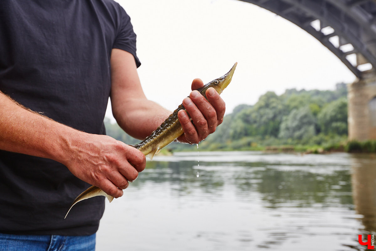 Осетры – ровесники динозавров. Рыбы редкие, краснокнижные настолько, что во Владимирской области в дикой природе почти не встречаются. Но бизнесмен Илья Рожков ежегодно старается исправить ситуацию. На этот раз мы поучаствовали в добром деле вместе с ним.