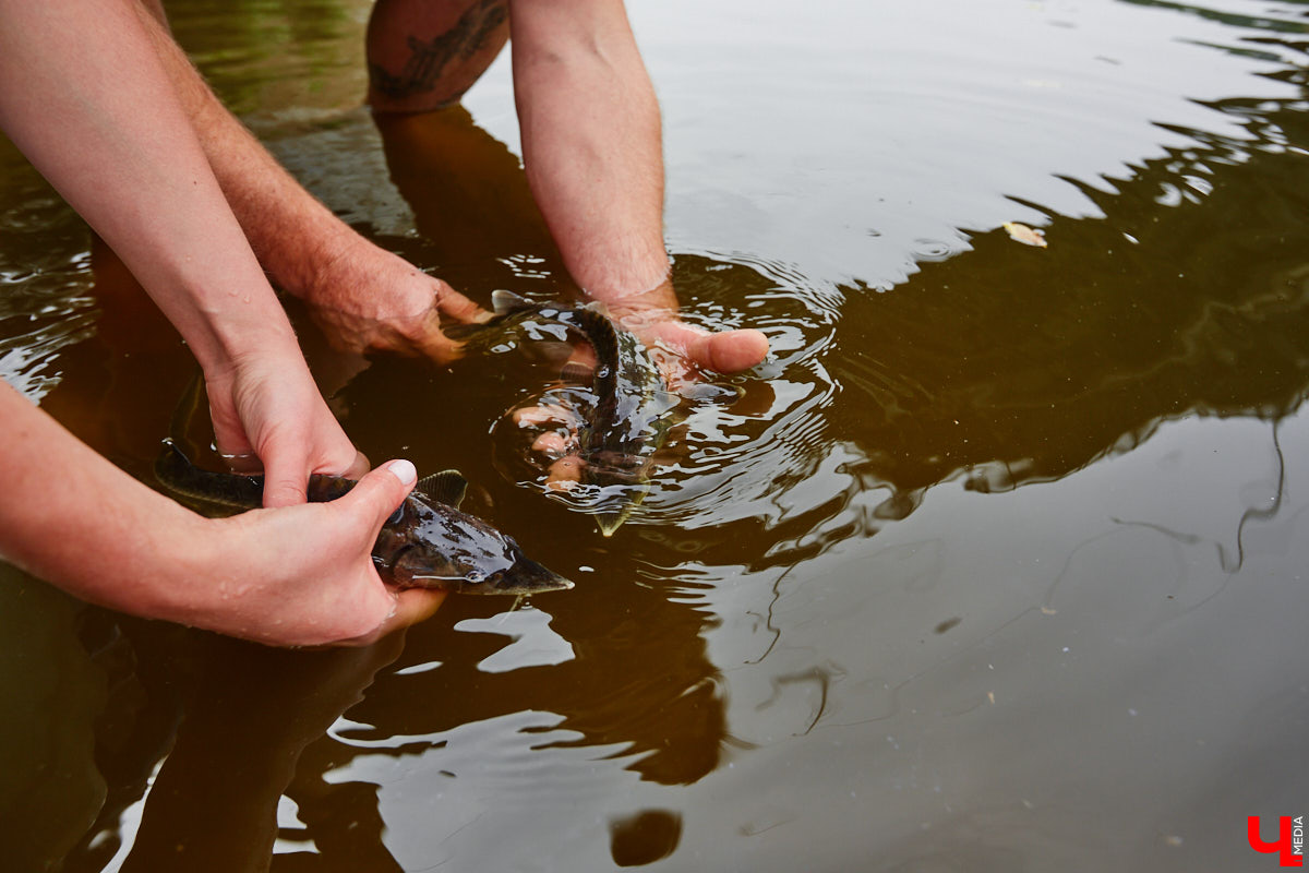 Осетры – ровесники динозавров. Рыбы редкие, краснокнижные настолько, что во Владимирской области в дикой природе почти не встречаются. Но бизнесмен Илья Рожков ежегодно старается исправить ситуацию. На этот раз мы поучаствовали в добром деле вместе с ним.