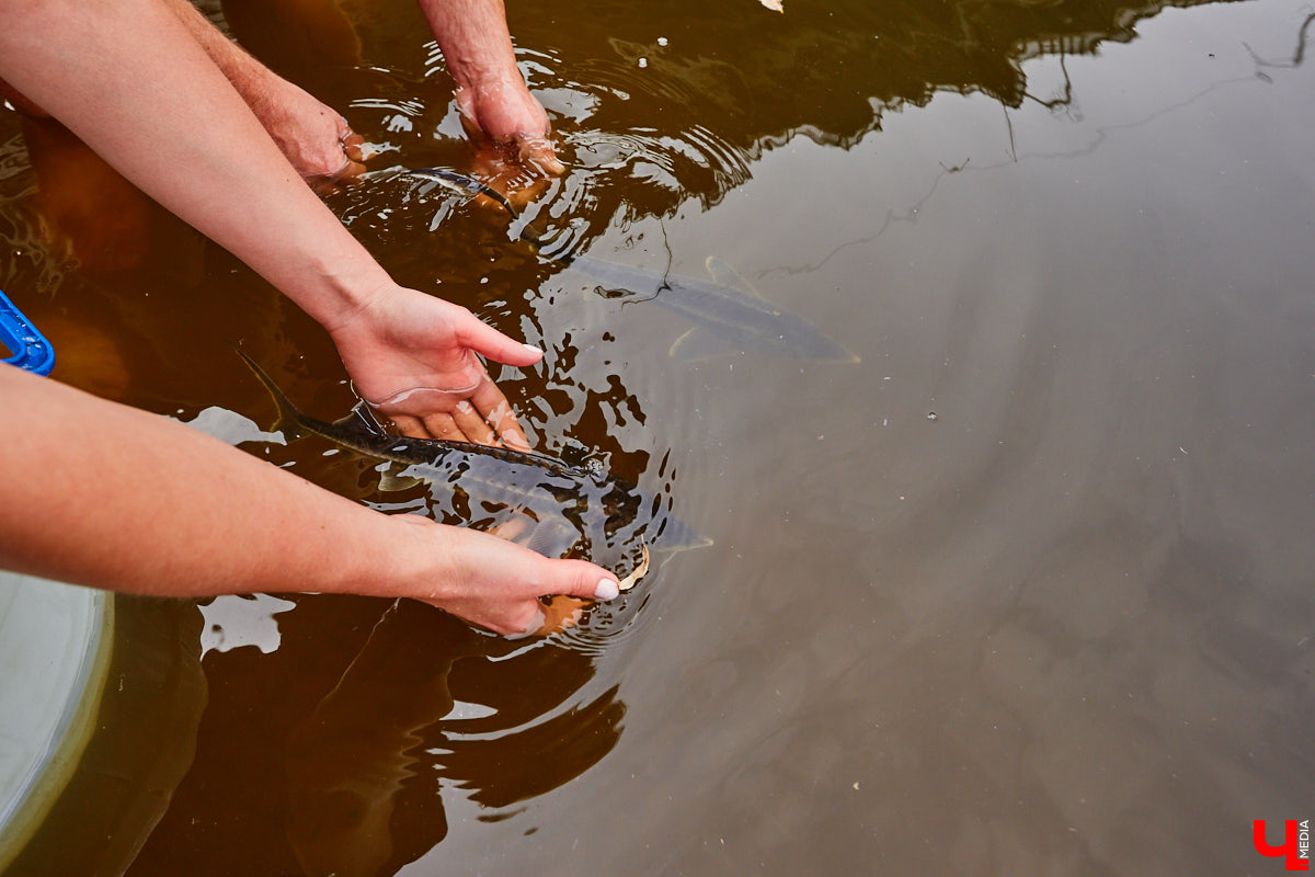 Осетры – ровесники динозавров. Рыбы редкие, краснокнижные настолько, что во Владимирской области в дикой природе почти не встречаются. Но бизнесмен Илья Рожков ежегодно старается исправить ситуацию. На этот раз мы поучаствовали в добром деле вместе с ним.