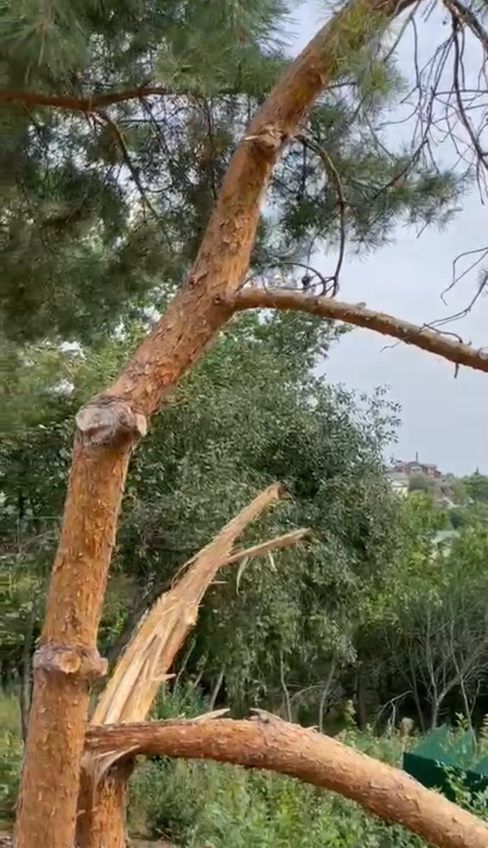 Небольшой парк «Сосенки» за филармонией стал поистине трендовым местом для отдыха в черте Владимира. Однако выдержать народную любовь ему не так-то просто. Девушки, загорающие топлес, горы бутылок и стаканчиков, даже сломанная в День города сосна. Как помочь полюбившемуся месту для отдыха?