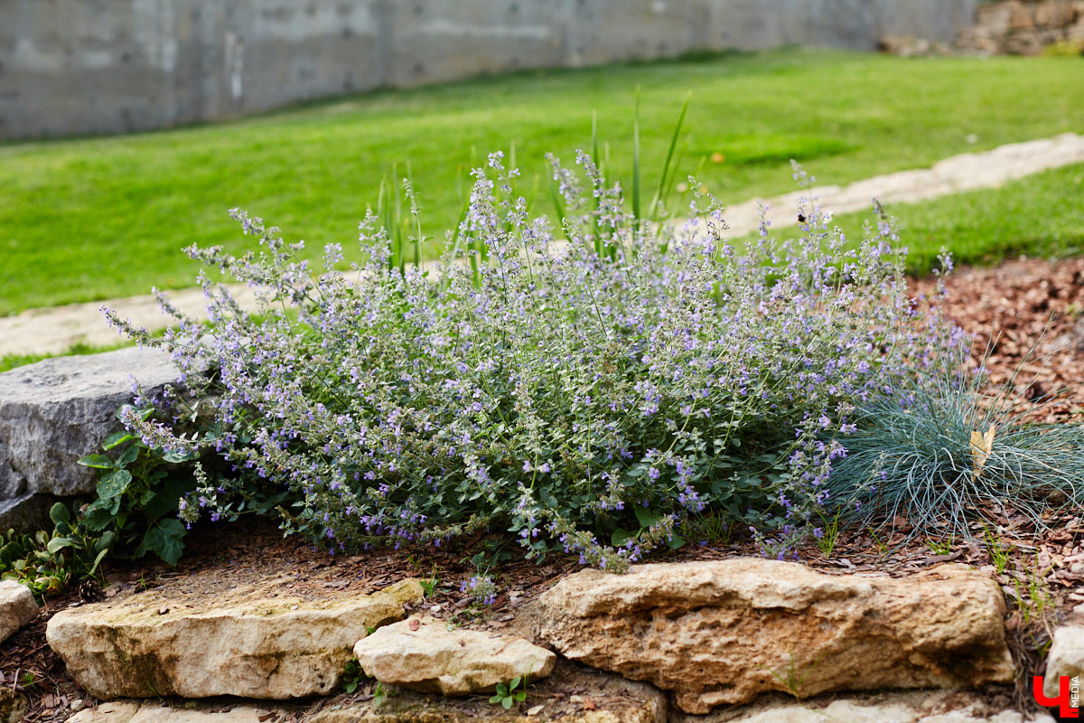 Небольшой парк «Сосенки» за филармонией стал поистине трендовым местом для отдыха в черте Владимира. Однако выдержать народную любовь ему не так-то просто. Девушки, загорающие топлес, горы бутылок и стаканчиков, даже сломанная в День города сосна. Как помочь полюбившемуся месту для отдыха?