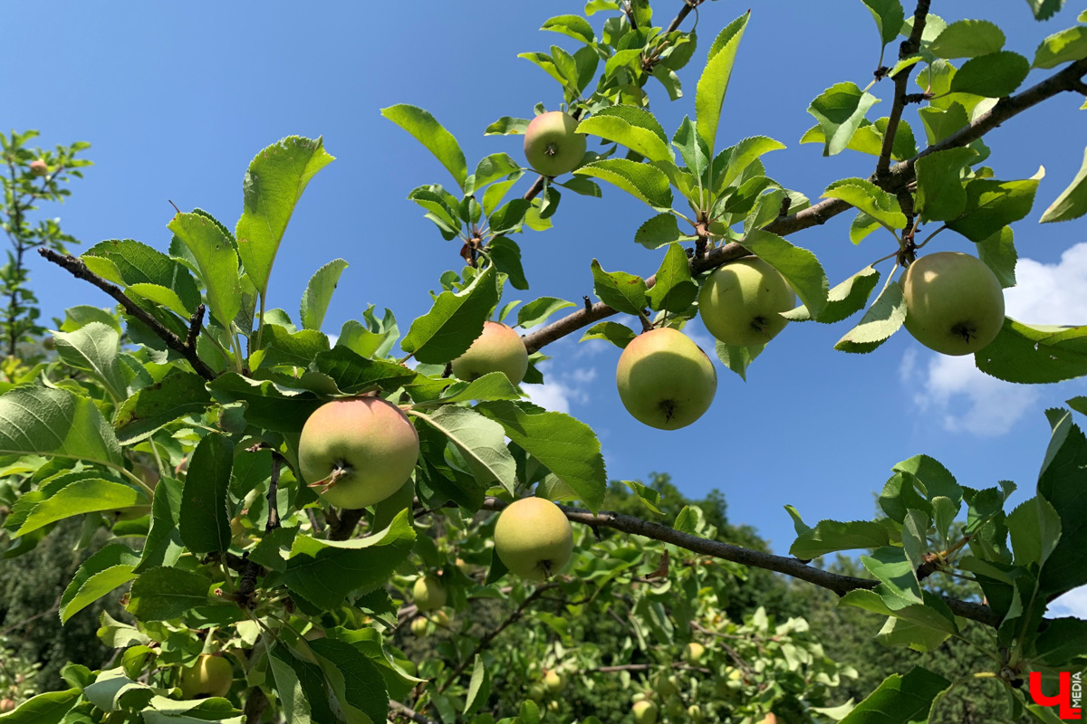 Если встретились два филолога, они рано или поздно попадут в Переделкино. Знаменитый писательский городок манит громкими именами, многочисленными секретами литераторов и, конечно, богемной дачной атмосферой. Именно здесь, под Москвой, когда-то творили Борис Пастернак, Корней Чуковский, Лев Кассиль, Константин Симонов, Вениамин Каверин, Евгений Евтушенко, Андрей Вознесенский, Белла Ахмадулина и многие другие. Чтобы окунуться в секреты литературной богемы, хватит выходных. Рассказываем, как доехать и что посмотреть в первую очередь.