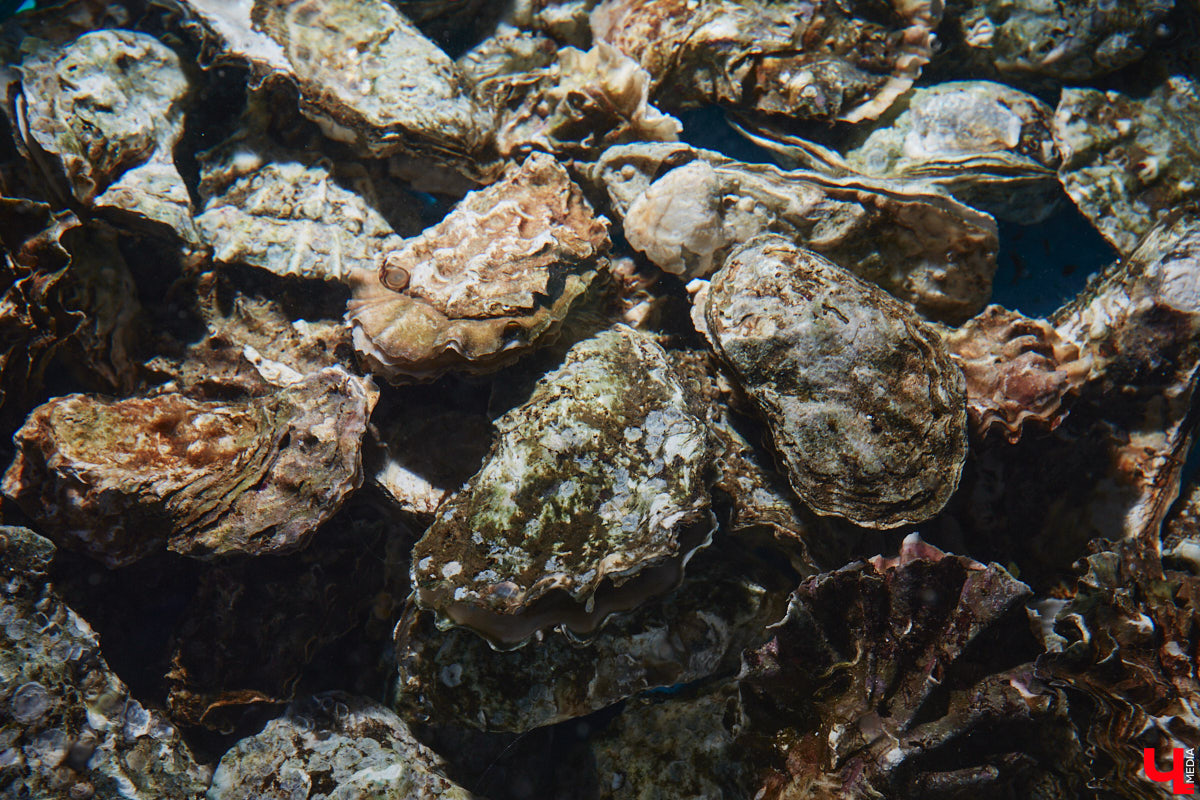 Что делать, когда привычные рамки становятся тесными, а гостей хочется продолжать удивлять? Конечно же расширять поле своей деятельности! Именно такое решение принял знаменитый на весь город ресторан «Кабуки 2.0». Теперь к услугам всех и каждого не только изысканная паназиатская кухня, но и разнообразное европейское меню.