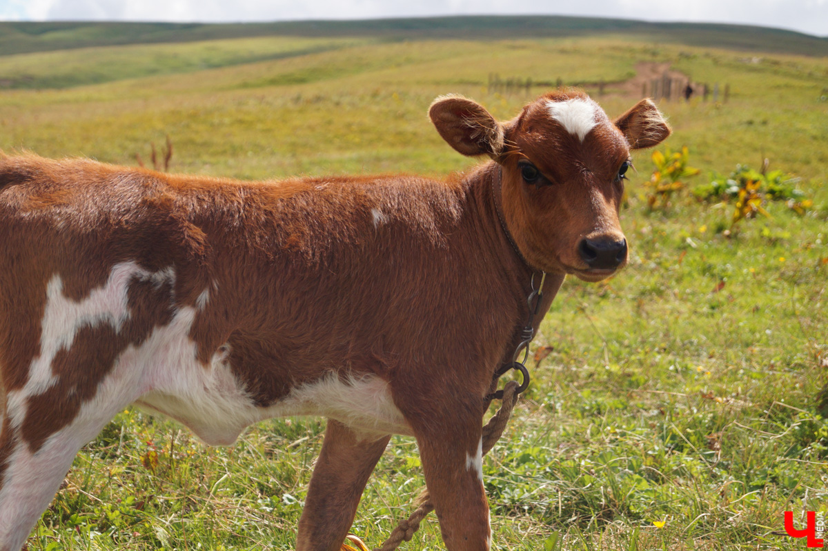 «Лучше гор бывают только горы» — эта присказка знакома каждому, кто хоть раз бывал на юге. Проверим её на практике. Как подготовиться к путешествию по вершинам, чего от него ожидать и стоит ли вообще отправляться на рискованную прогулку? Испытано на себе. Фотографии, от которых кружится голова, прилагаются.