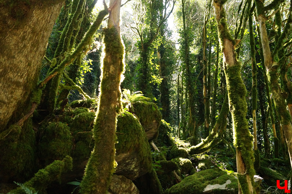 «Лучше гор бывают только горы» — эта присказка знакома каждому, кто хоть раз бывал на юге. Проверим её на практике. Как подготовиться к путешествию по вершинам, чего от него ожидать и стоит ли вообще отправляться на рискованную прогулку? Испытано на себе. Фотографии, от которых кружится голова, прилагаются.