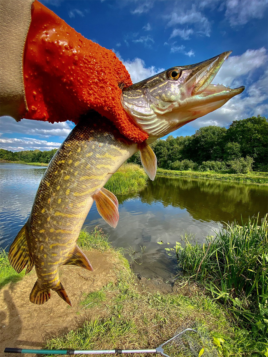 Осень – отличное время для того, чтобы провести выходные на берегу с удочкой или спиннингом. Тем более, что с первыми холодами у хищной рыбы начался жор. Особенно радует щука в Клязьме. Владимирским рыбакам есть чем похвастаться!