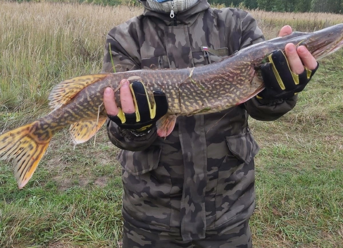 Осень – отличное время для того, чтобы провести выходные на берегу с удочкой или спиннингом. Тем более, что с первыми холодами у хищной рыбы начался жор. Особенно радует щука в Клязьме. Владимирским рыбакам есть чем похвастаться!
