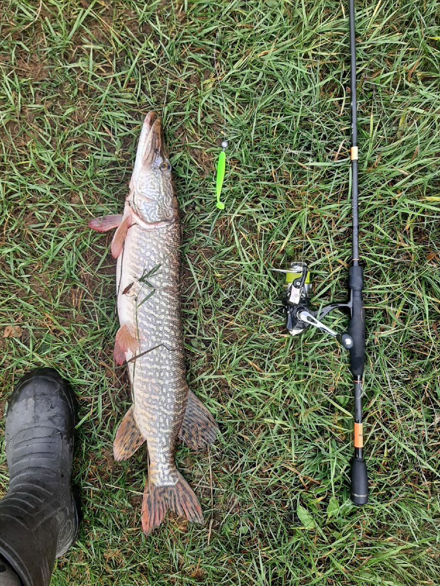 Осень – отличное время для того, чтобы провести выходные на берегу с удочкой или спиннингом. Тем более, что с первыми холодами у хищной рыбы начался жор. Особенно радует щука в Клязьме. Владимирским рыбакам есть чем похвастаться!