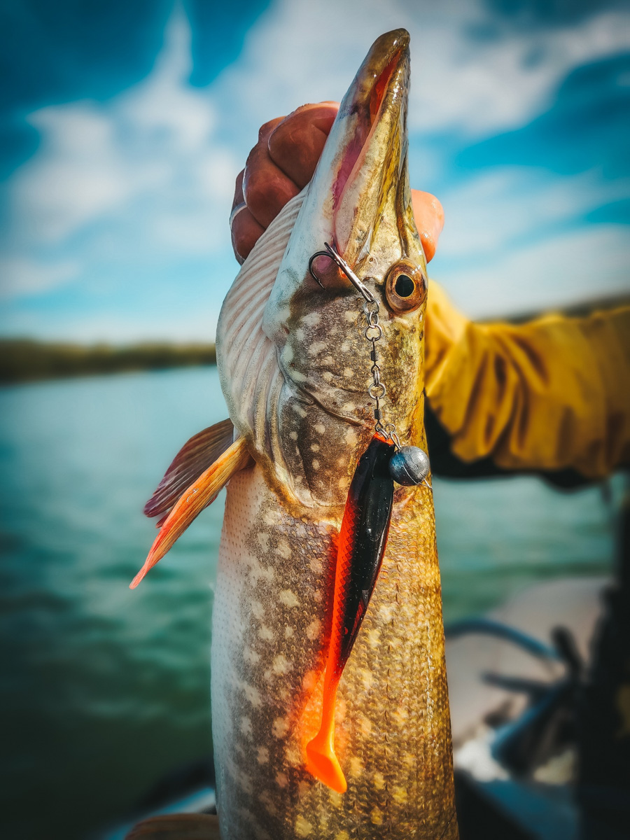 Осень – отличное время для того, чтобы провести выходные на берегу с удочкой или спиннингом. Тем более, что с первыми холодами у хищной рыбы начался жор. Особенно радует щука в Клязьме. Владимирским рыбакам есть чем похвастаться!