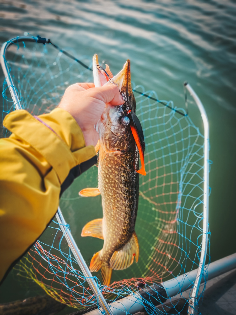 Осень – отличное время для того, чтобы провести выходные на берегу с удочкой или спиннингом. Тем более, что с первыми холодами у хищной рыбы начался жор. Особенно радует щука в Клязьме. Владимирским рыбакам есть чем похвастаться!