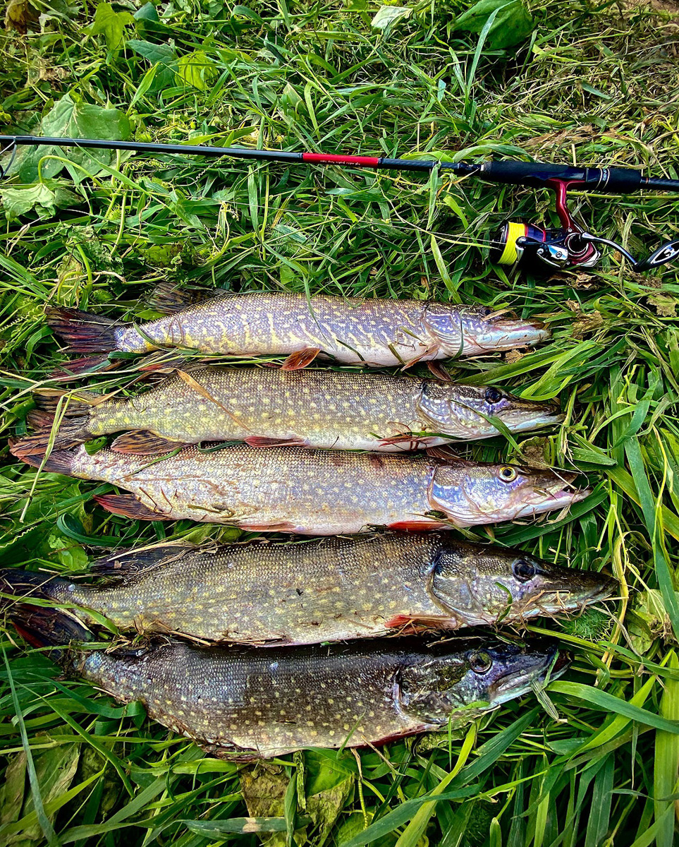 Осень – отличное время для того, чтобы провести выходные на берегу с удочкой или спиннингом. Тем более, что с первыми холодами у хищной рыбы начался жор. Особенно радует щука в Клязьме. Владимирским рыбакам есть чем похвастаться!