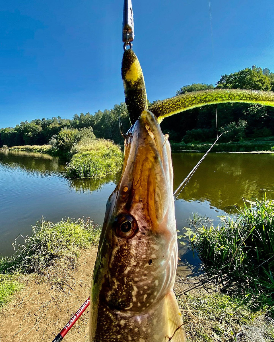 Осень – отличное время для того, чтобы провести выходные на берегу с удочкой или спиннингом. Тем более, что с первыми холодами у хищной рыбы начался жор. Особенно радует щука в Клязьме. Владимирским рыбакам есть чем похвастаться!